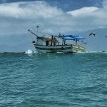 Europeus avaliam mercado de peixes no Brasil