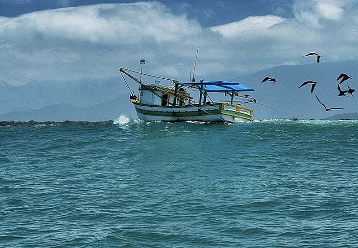 Europeus avaliam mercado de peixes no Brasil