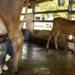 Pronaf Mais Leite tem R$ 450 milhões em crédito