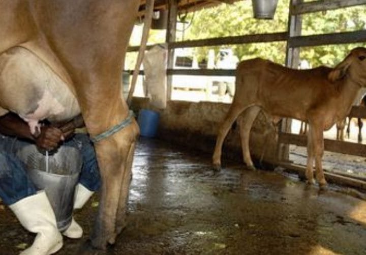 Pronaf Mais Leite tem R$ 450 milhões em crédito