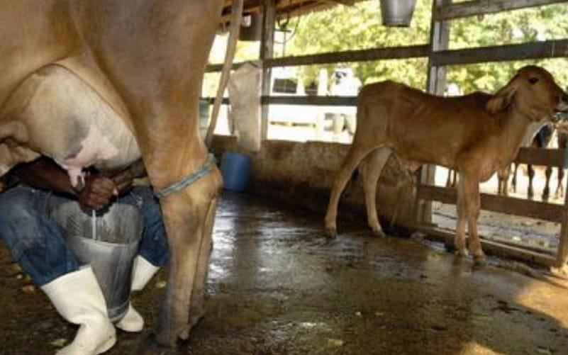 Produção de leite produtor rural Misto Brasília