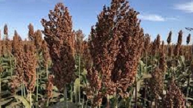 Safra de grãos no Distrito Federal deverá crescer 5,2%