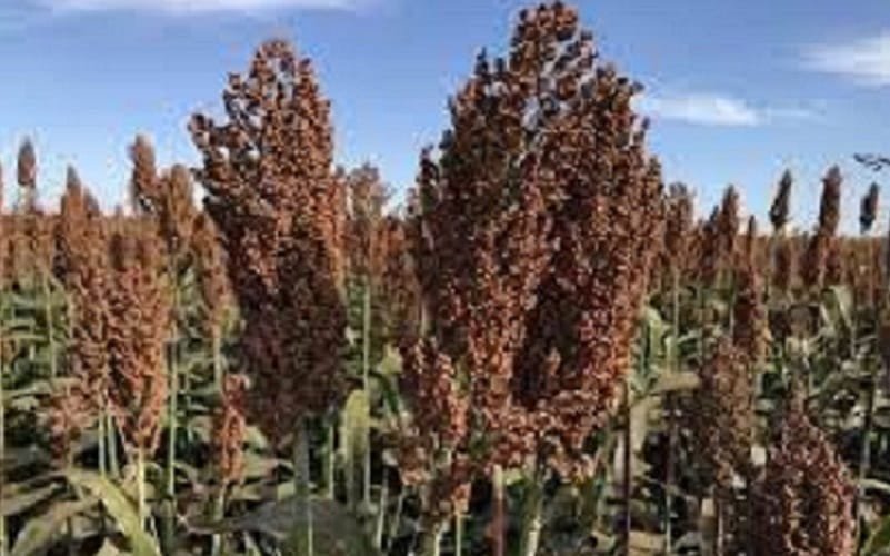 Sorgo grãos plantação agricultura Misto Brasília