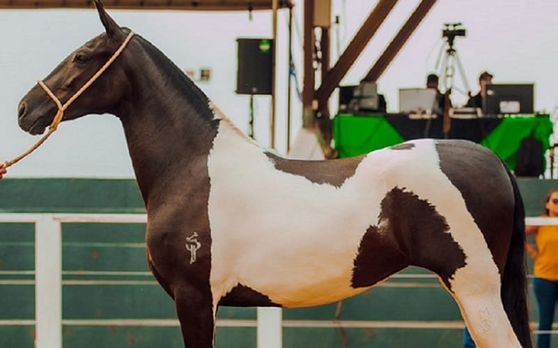 Cavalo exposição Expoabra DF Misto Brasília