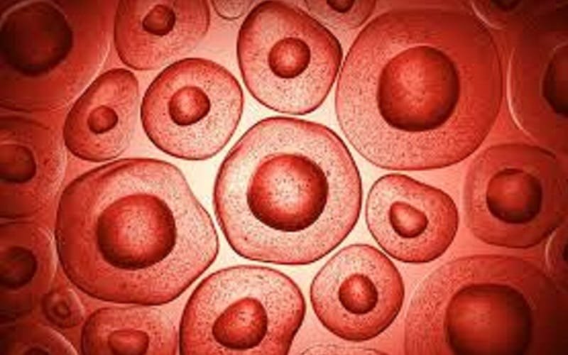 Células corpo humano Misto Brasília