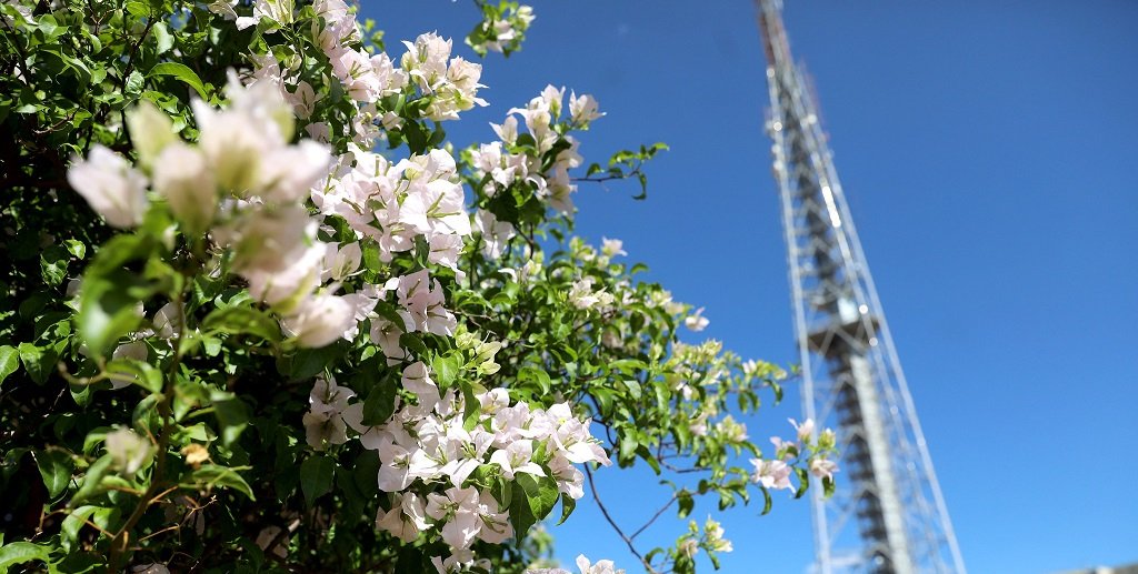 Primavera flores Brasília Torr de tV Misto Brasília