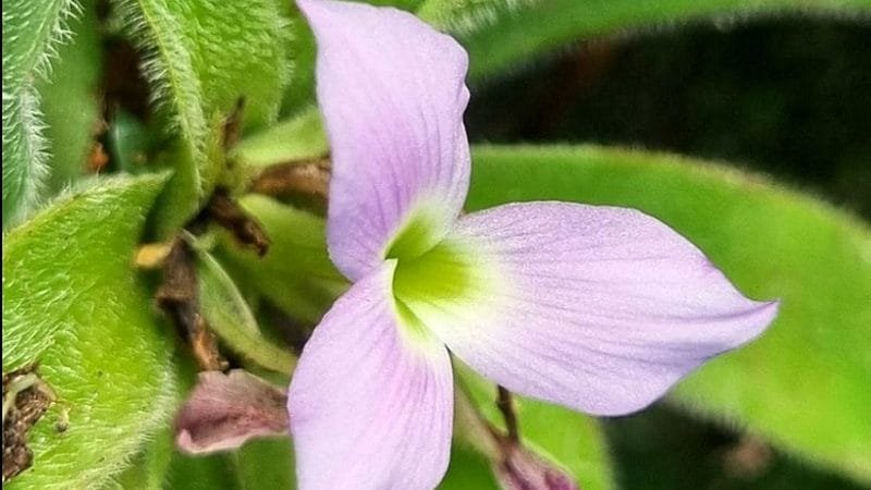 Pesquisadores descobrem nova espécie de bromélia