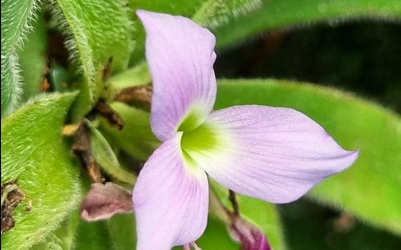 Bromélia descoberta Minas Gerais Misto Brasília