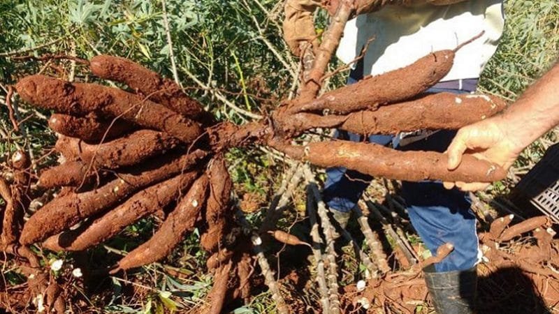 Mandioca de mesa é o tema do Dia do Campo nesta terça-feira