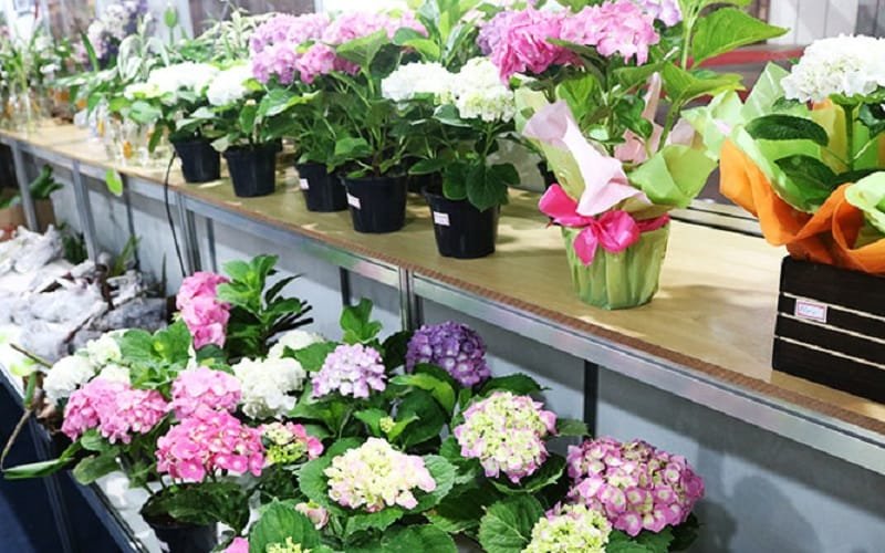Flores FestFlor DF Misto Brasil