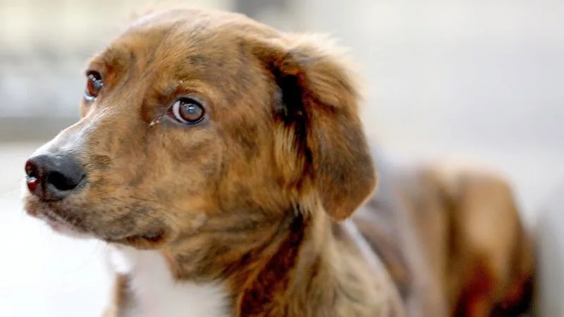Sistema prisional poderá ter cães e gatos para ressocializar o preso