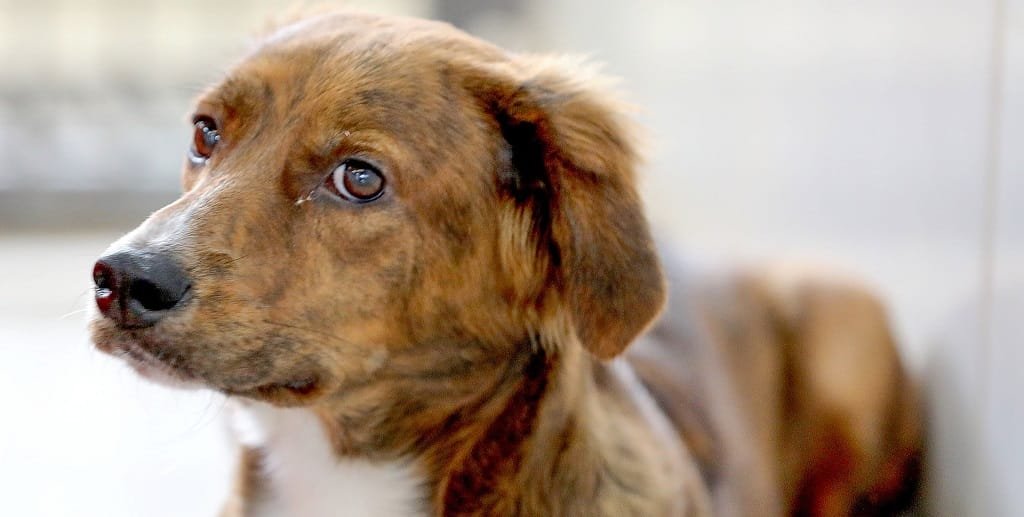 Pet cachorro adoção Misto Brasil