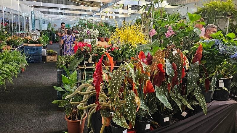 Flores e plantas carnívoras na FestFlor Brasil que termina neste domingo