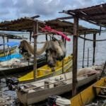 Seguro-defeso começa a ser pago nesta terça