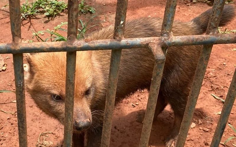 Zoo de Brasília cachorro-vinagre Misto Brasil