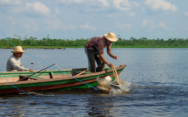 Peixe pirarucu manejo Amazônia Misto Brasil