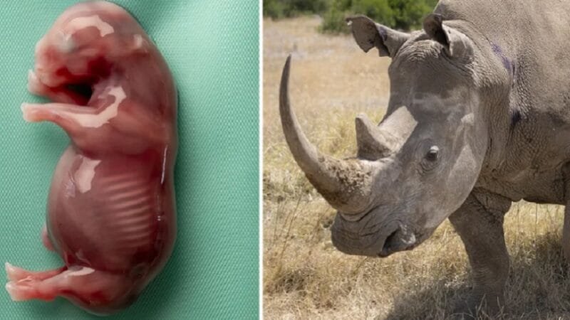 Cientistas criam embrião do rinoceronte-branco-do-norte ameaçado de extinção