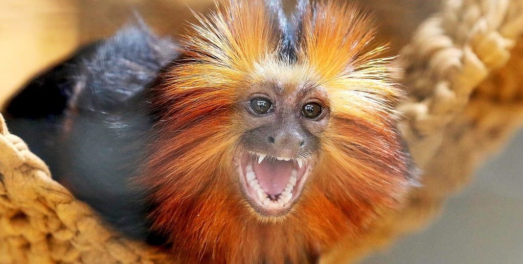 Micro-leao-cara-dourada Zoológico de Brasília Misto Brasil