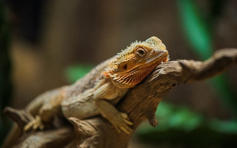 Réptil animal lagarto dragão-barbudo Misto Brasil