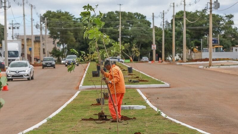 Distrito Federal lança programa para ter 6 milhões de árvores plantadas