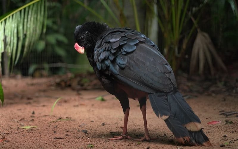 Ave mutum-de-alagoas preservação da espécie DF Misto Brasil