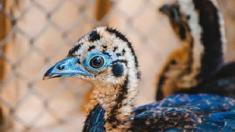 Jabuticaba e Jurubeba são os novos moradores do Zoológico de Brasília