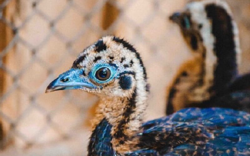 Jacutinga filhotes fauna brasileira Zoológico de Brasília Misto Brasil