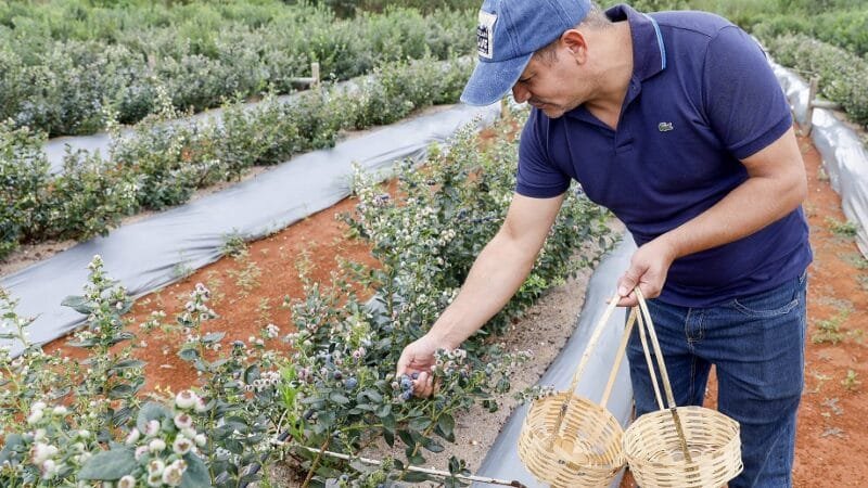 Mirtilo é mais uma opção de renda para os produtores do DF e Entorno, pois a fruta se adaptou bem ao clima do Cerrado/Lúcio Bernardo Jr./Agência Brasília