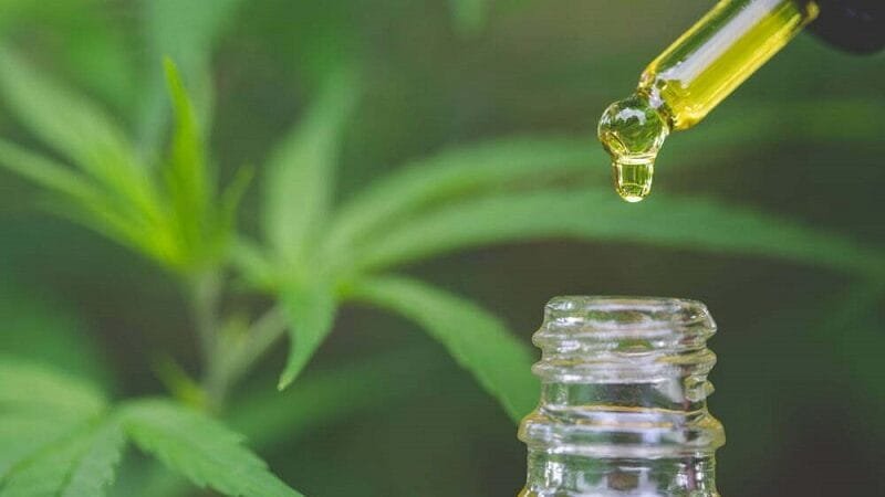 Anvisa e as regras à canabis: avanço com ressalvas