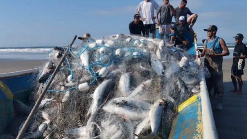 Pesca da tainha sob risco com a redução dos cardumes