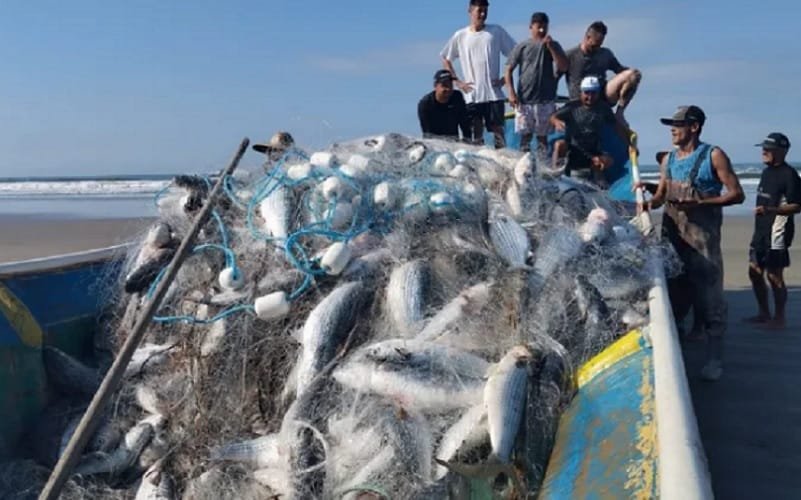 Pesca tainha litoral brasileiro Misto Brasil