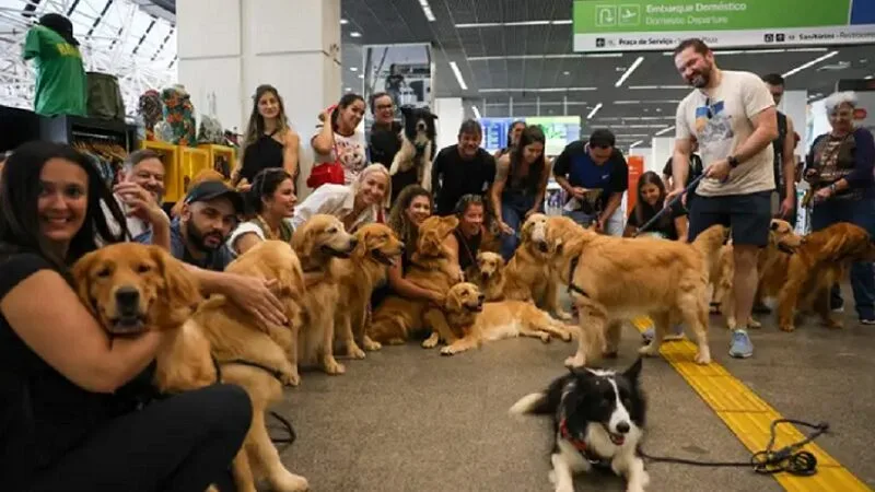 STF suspende lei pet de apoio emocional em voos