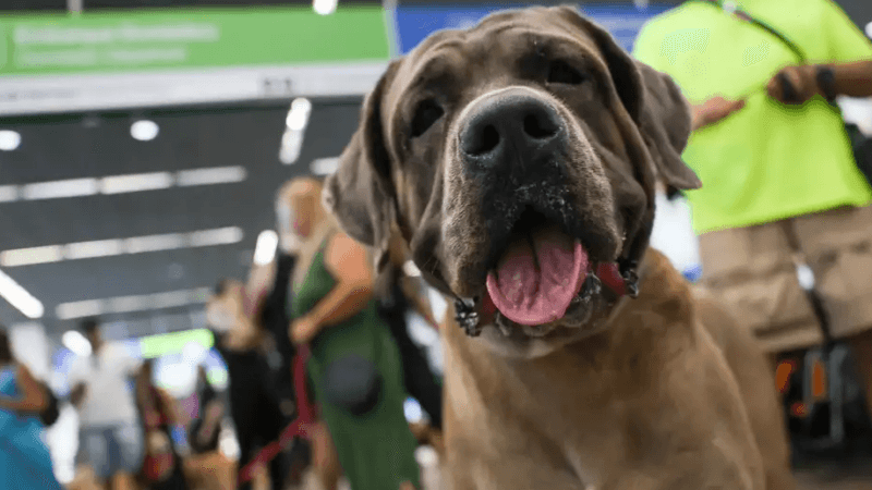 Protesto pela morte do Golden Retriever Joca reuniu tutores e cachorros no Aeroporto de Brasília/Fábio Rodrigues Pozzebom/Agência Brasil