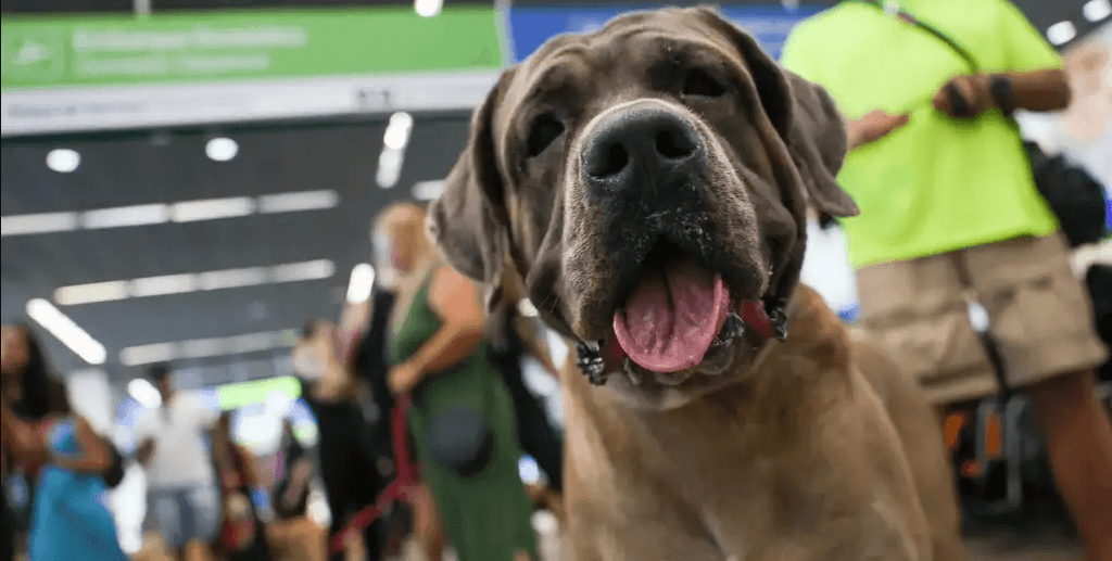 Cachorro protesto Aeroporto de Brasília DF Misto Brasil
