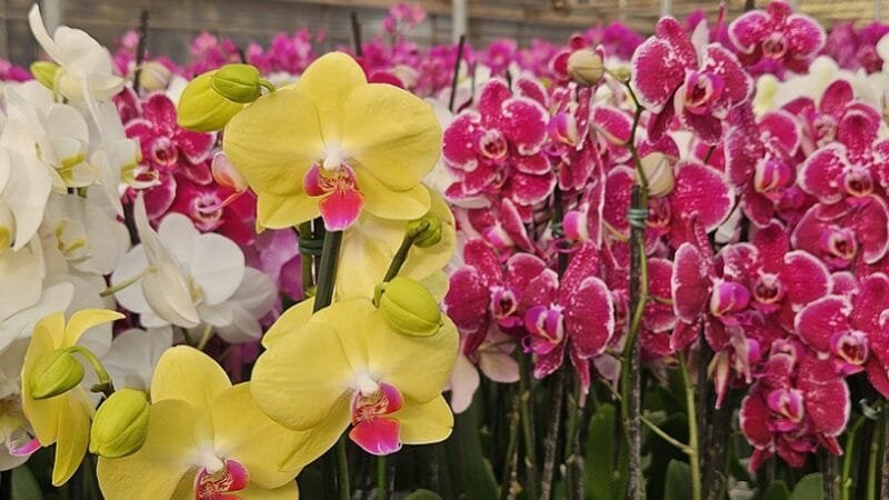 Feira de flores e plantas terá paisagismo e oficinas