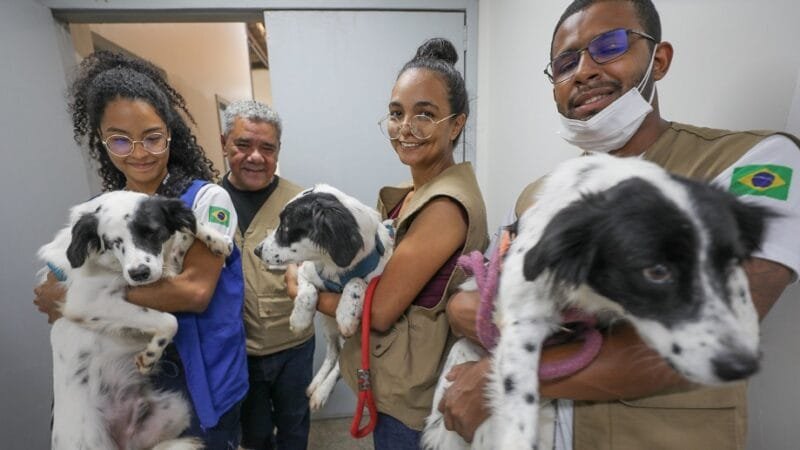 Funcionários da Zoonoses do Distrito Federal estão com três dos 28 pets (cães e gatos) para adoção/Joel Rodrigues/Agência Brasília