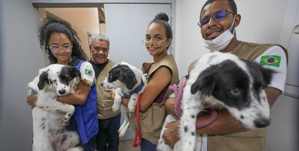 Cachorros adoção Zoonoses DF Misto Brasil