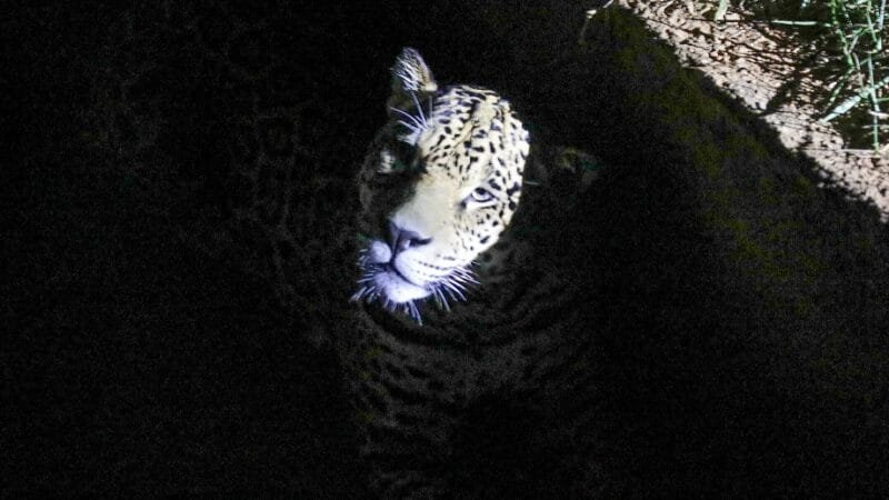 Onça pintada no Zoológico de Brasilia, que criou um programa de visitação noturna para que o público veja como é a atividade dos animias neste horário/Joel Rodrigues/Agência Brasília