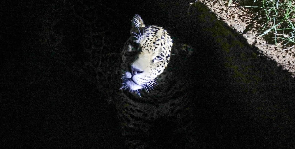 Onça pintada Zoológico de Brasília atividade noturna Misto Brasil