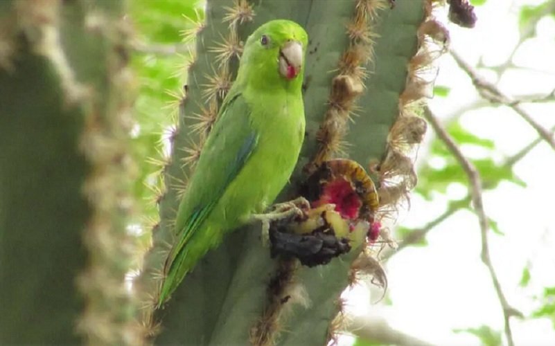 Bioma caatinga diversidade natureza Misto Brasil