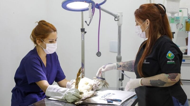 Profissionais prestaram mais de 500 atendimentos no Hospital e Centro de Reabilitação da Fauna Silvestre do DF/Geovana Albuquerque/Agência Brasília