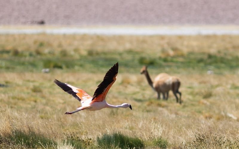 Natureza deserto Atacama Misto Brasil