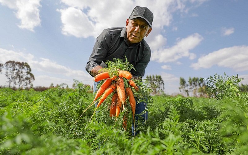 Agricultor Cliomarco Fernandes DF cenoura Misto Brasil