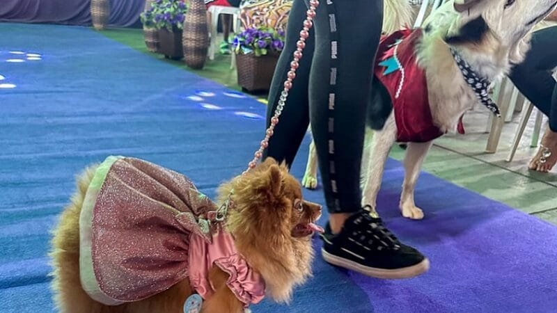 Feira pet neste final de semana no estacionamento do Bezerrão