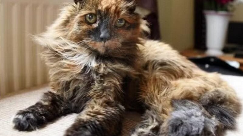 Morreu Rosie, a gata mais velha do mundo aos 33 anos
