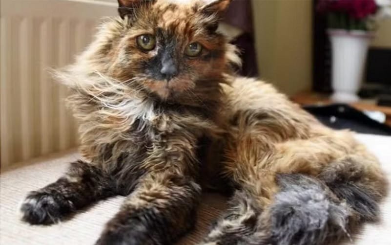 Gata Rosie mais velha do mundo Misto Brasil