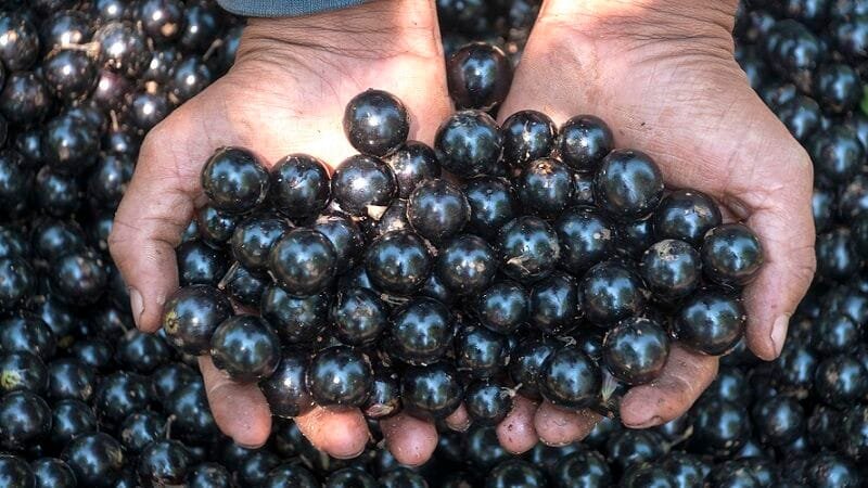 Agência de turismo premiada cria roteiro para comer jabuticabas