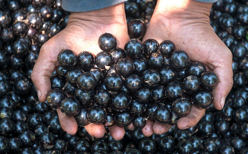 Jabuticaba fruta consumo Misto Brasil