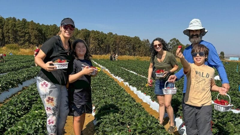 Família participa do programa Colha & Pague do Morango, experiência que está sendo feita nas propriedades rurais de Brazlândia/Divulgação/Emater
