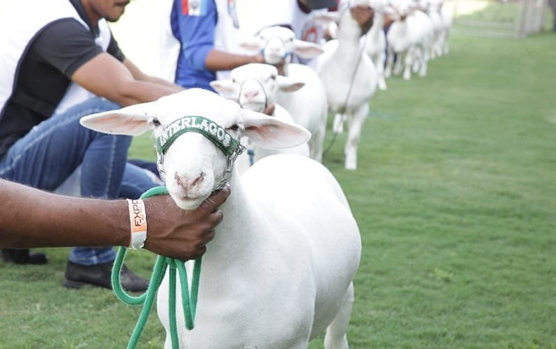 Ovelha ovinocultura animal White Dorper Misto Brasil